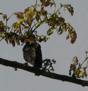 Red-headed Malimbe