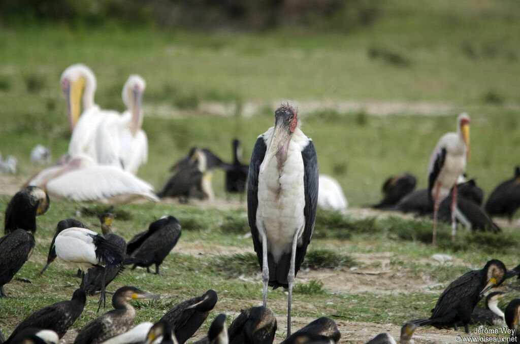 Marabou Stork