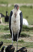 Marabou Stork