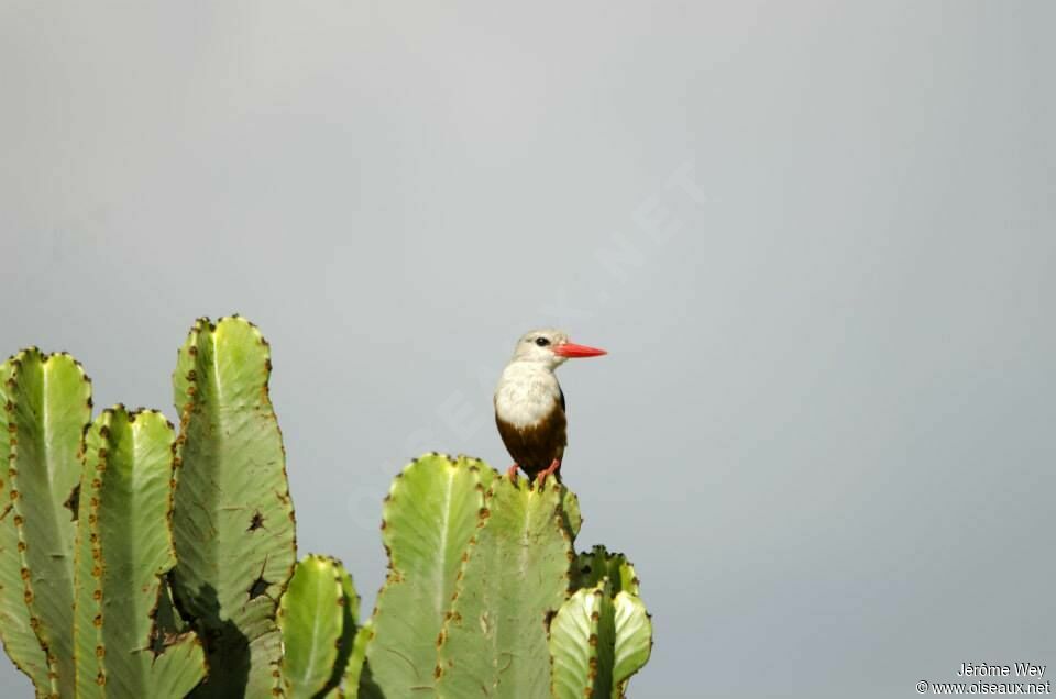 Grey-headed Kingfisher