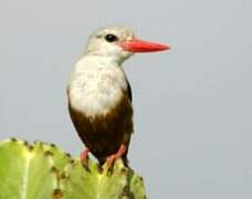 Grey-headed Kingfisher