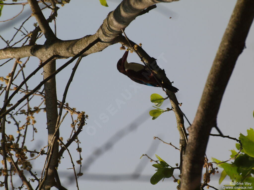 White-throated Kingfisher