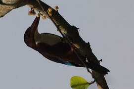 White-throated Kingfisher