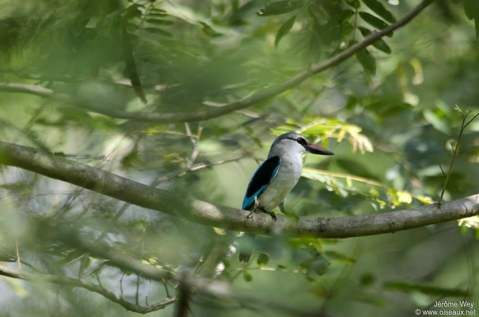 Woodland Kingfisher