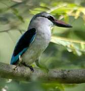 Woodland Kingfisher