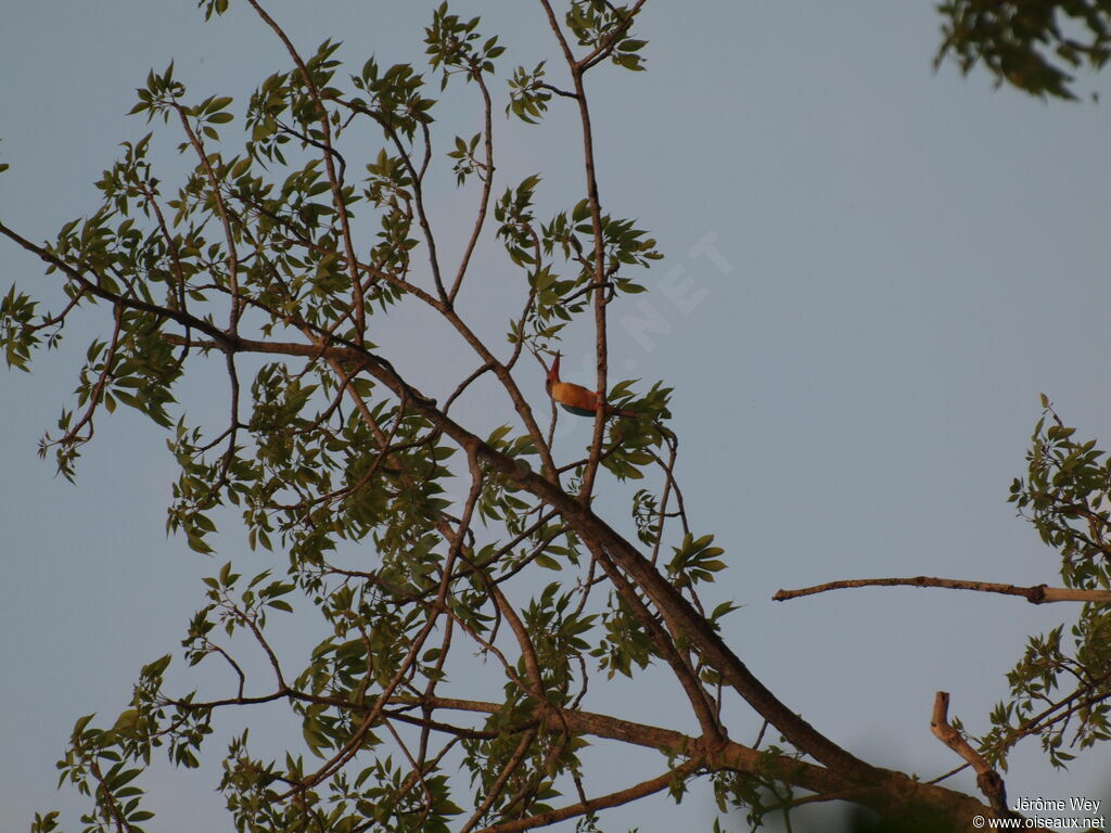 Stork-billed Kingfisher