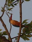 Stork-billed Kingfisher