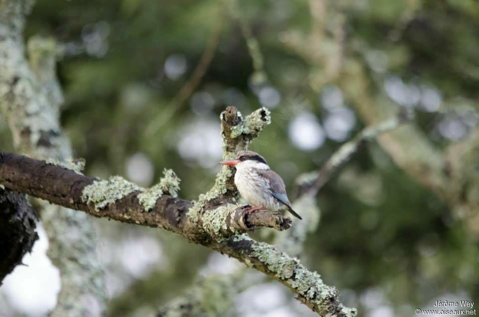 Striped Kingfisher