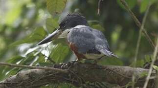 Ringed Kingfisher