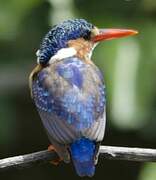 Malachite Kingfisher