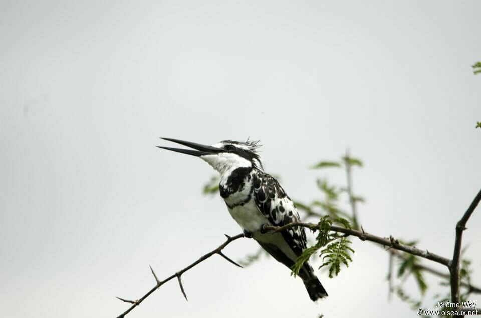 Pied Kingfisher