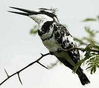 Pied Kingfisher