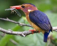 African Pygmy Kingfisher