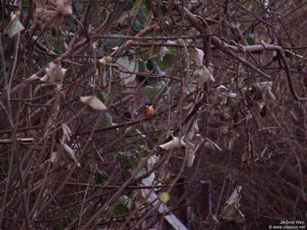 Malagasy Kingfisher