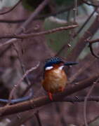 Malagasy Kingfisher