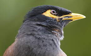 Common Myna