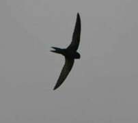 Common Swift