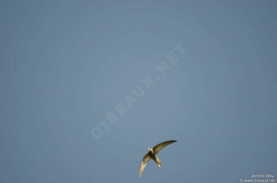 Pallid Swift