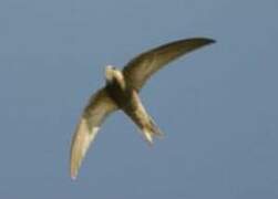 Pallid Swift