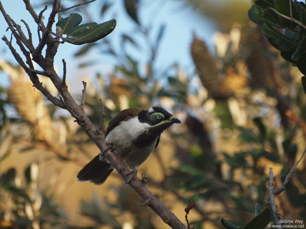 Blue-faced Honeyeater