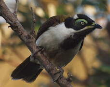 Blue-faced Honeyeater