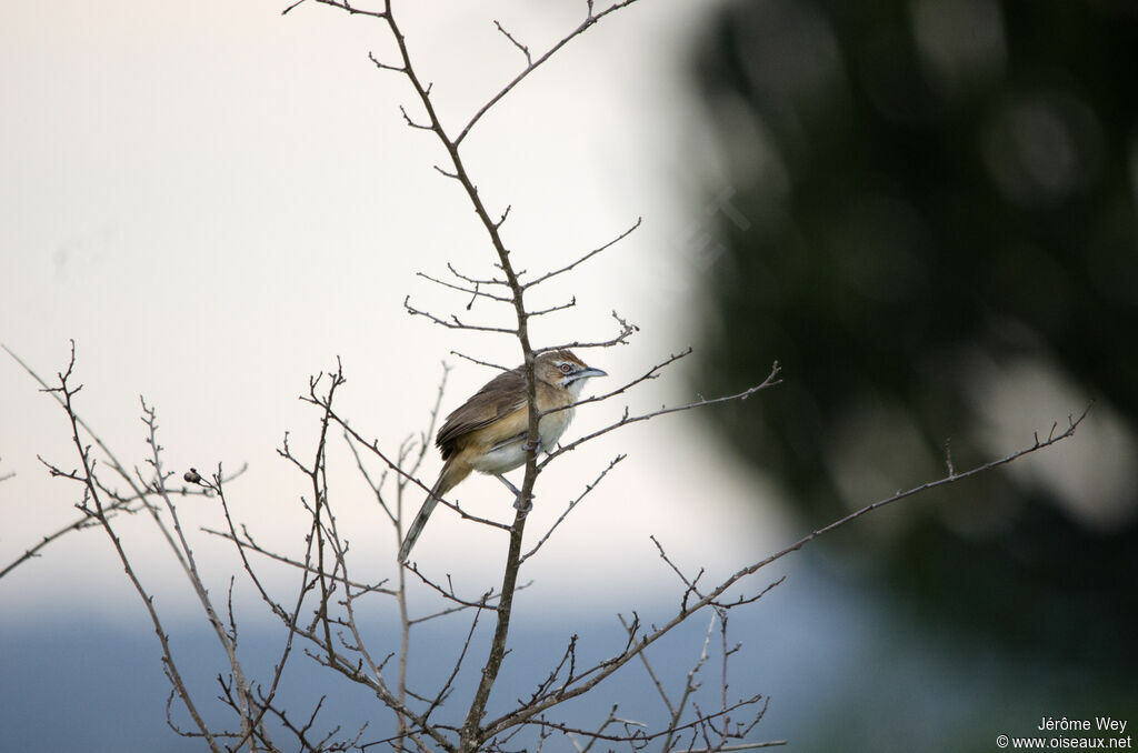 Moustached Grass Warbler