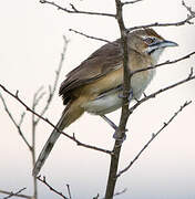 Moustached Grass Warbler