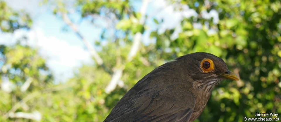 Spectacled Thrush