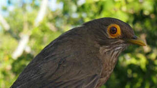 Spectacled Thrush