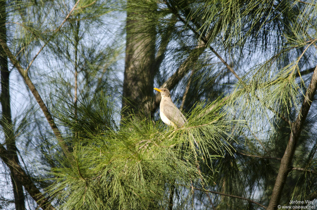 African Thrush