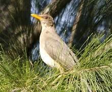 African Thrush