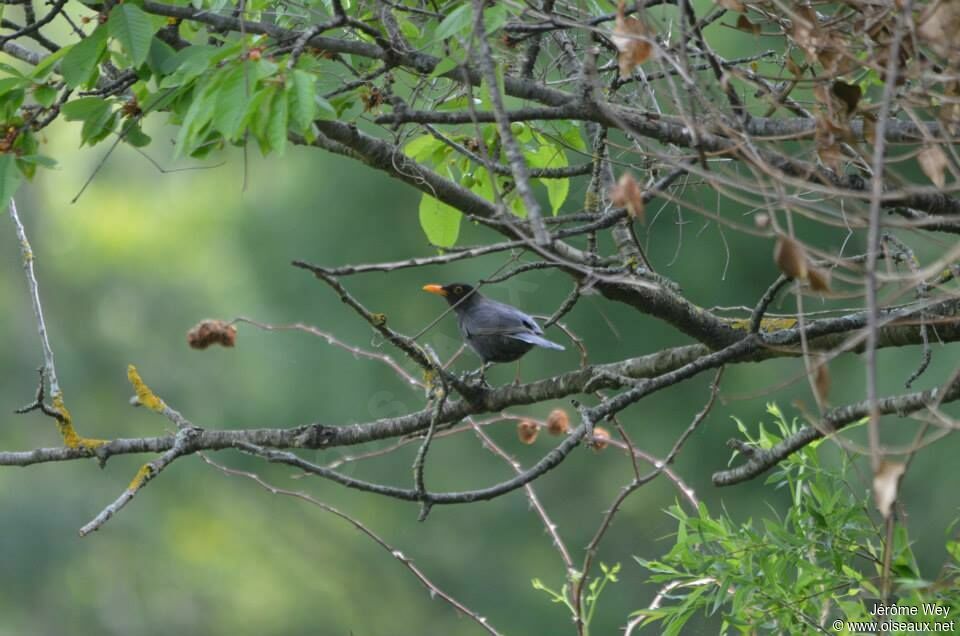 Common Blackbird