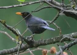 Common Blackbird