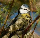 Mésange bleue