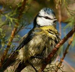 Mésange bleue