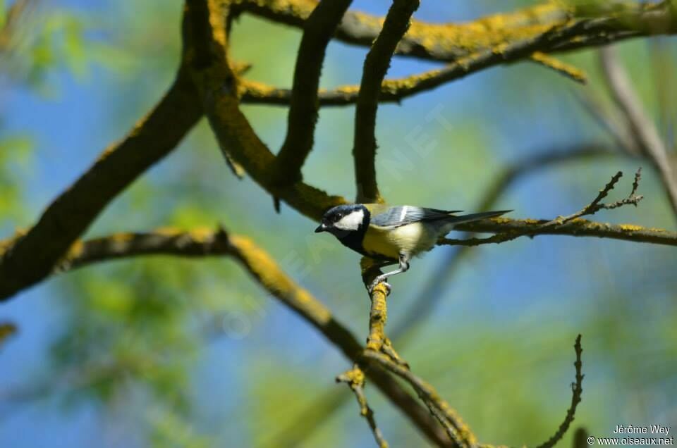 Mésange charbonnière