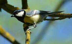 Great Tit