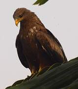 Yellow-billed Kite