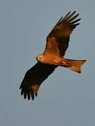 Black Kite