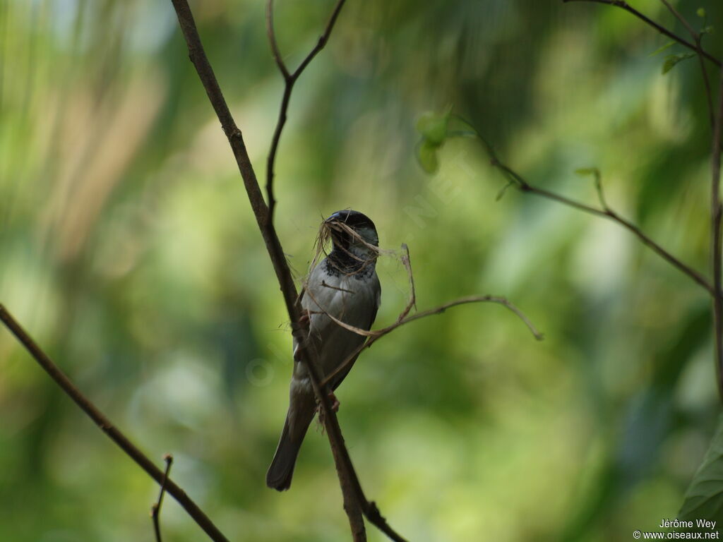 House Sparrow