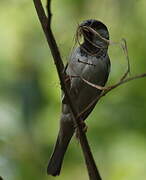 House Sparrow