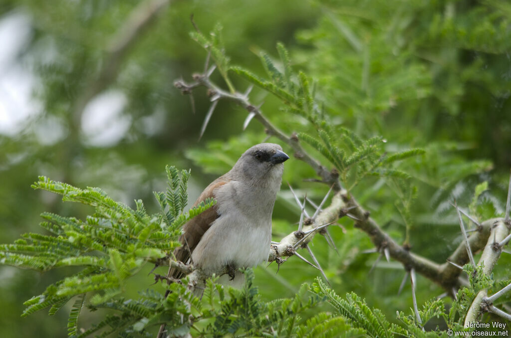 Northern Grey-headed Sparrow