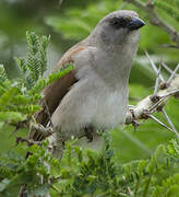 Northern Grey-headed Sparrow