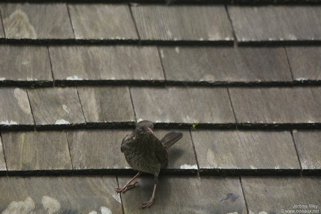 Pearly-eyed Thrasher