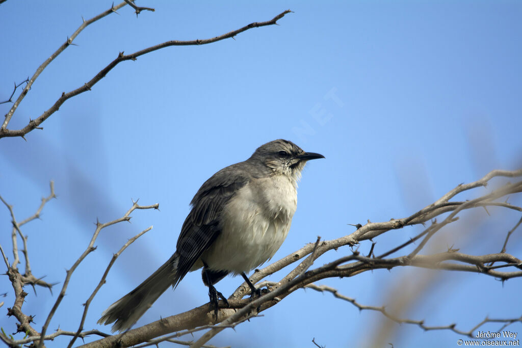 Tropical Mockingbird