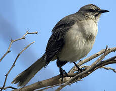 Tropical Mockingbird