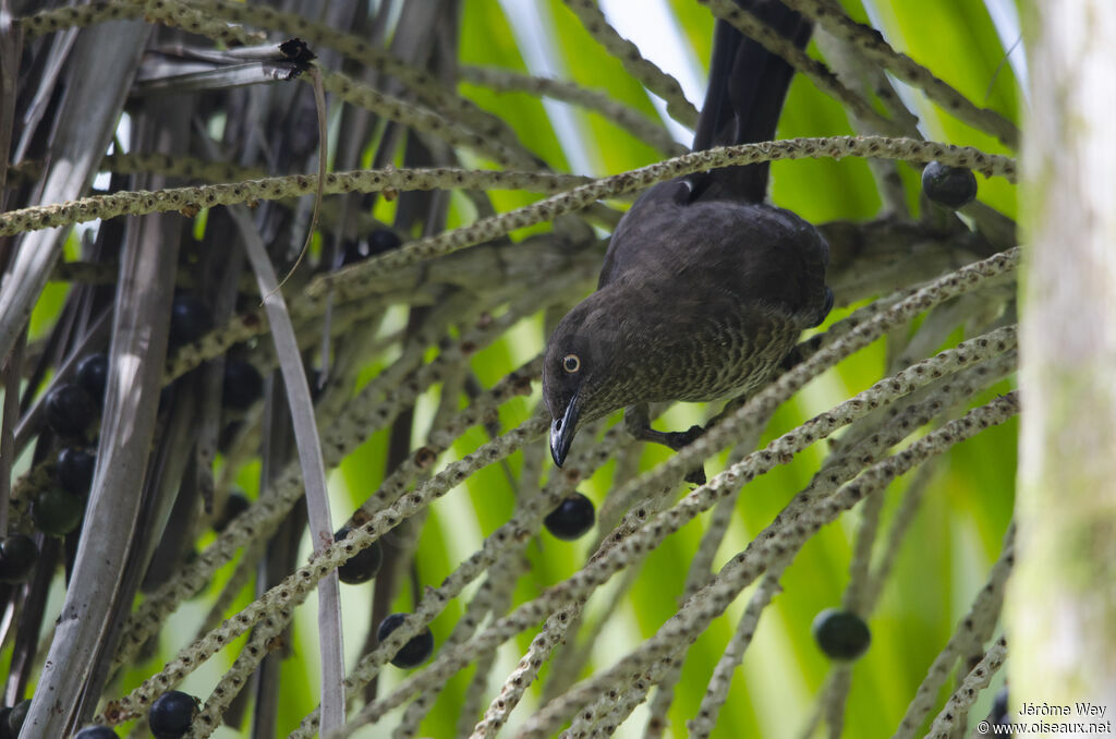 Scaly-breasted Thrasher