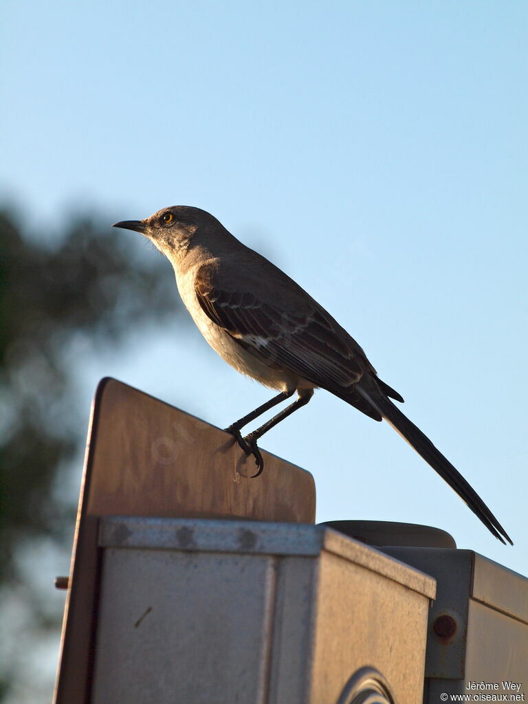 Northern Mockingbird