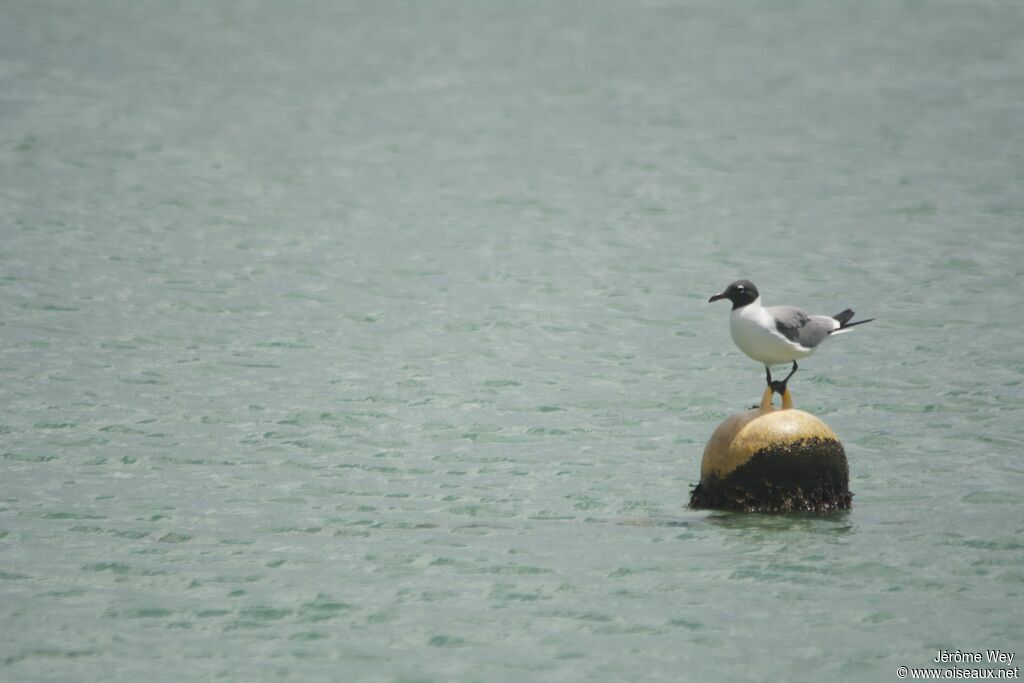 Mouette atricille