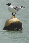 Laughing Gull